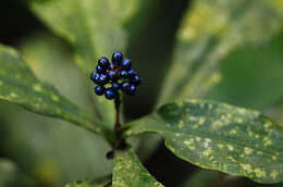 Image of marble berry