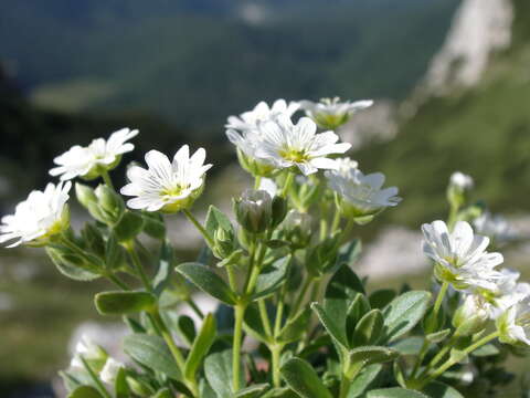 Plancia ëd Cerastium dinaricum G. Beck & Szysz.