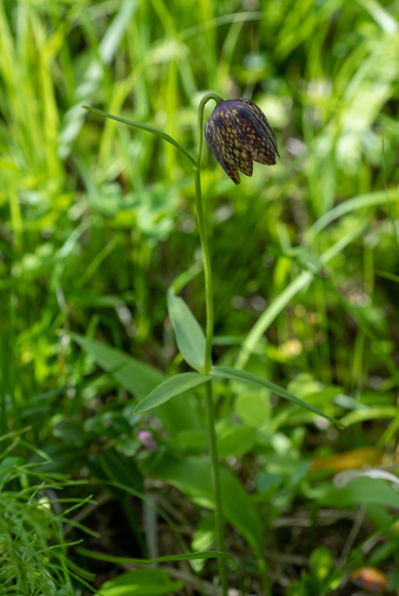 Image of Fritillaria dagana Turcz.