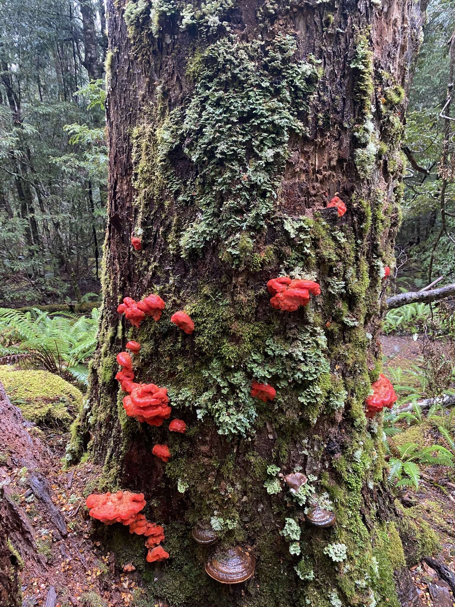 Image of Tyromyces pulcherrimus (Rodway) G. Cunn. 1965