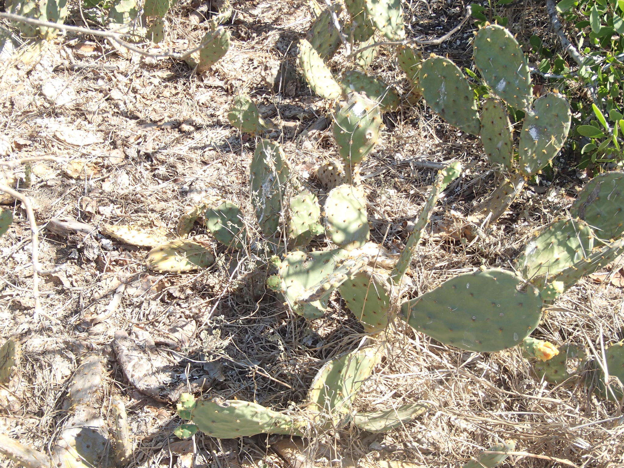 Image of Opuntia wilcoxii Britton & Rose