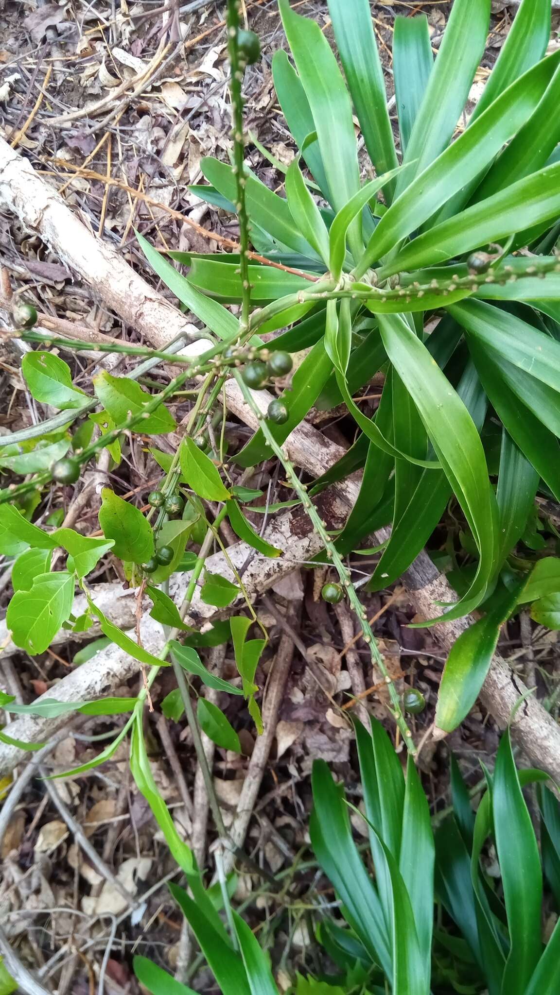 Plancia ëd Dracaena reflexa var. angustifolia Baker