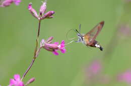 Image of broad-bordered bee hawk-moth