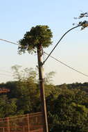 Image of Ficus luschnathiana (Miq.) Miq.