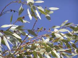 Imagem de Eucalyptus leucophloia M. I. H. Brooker