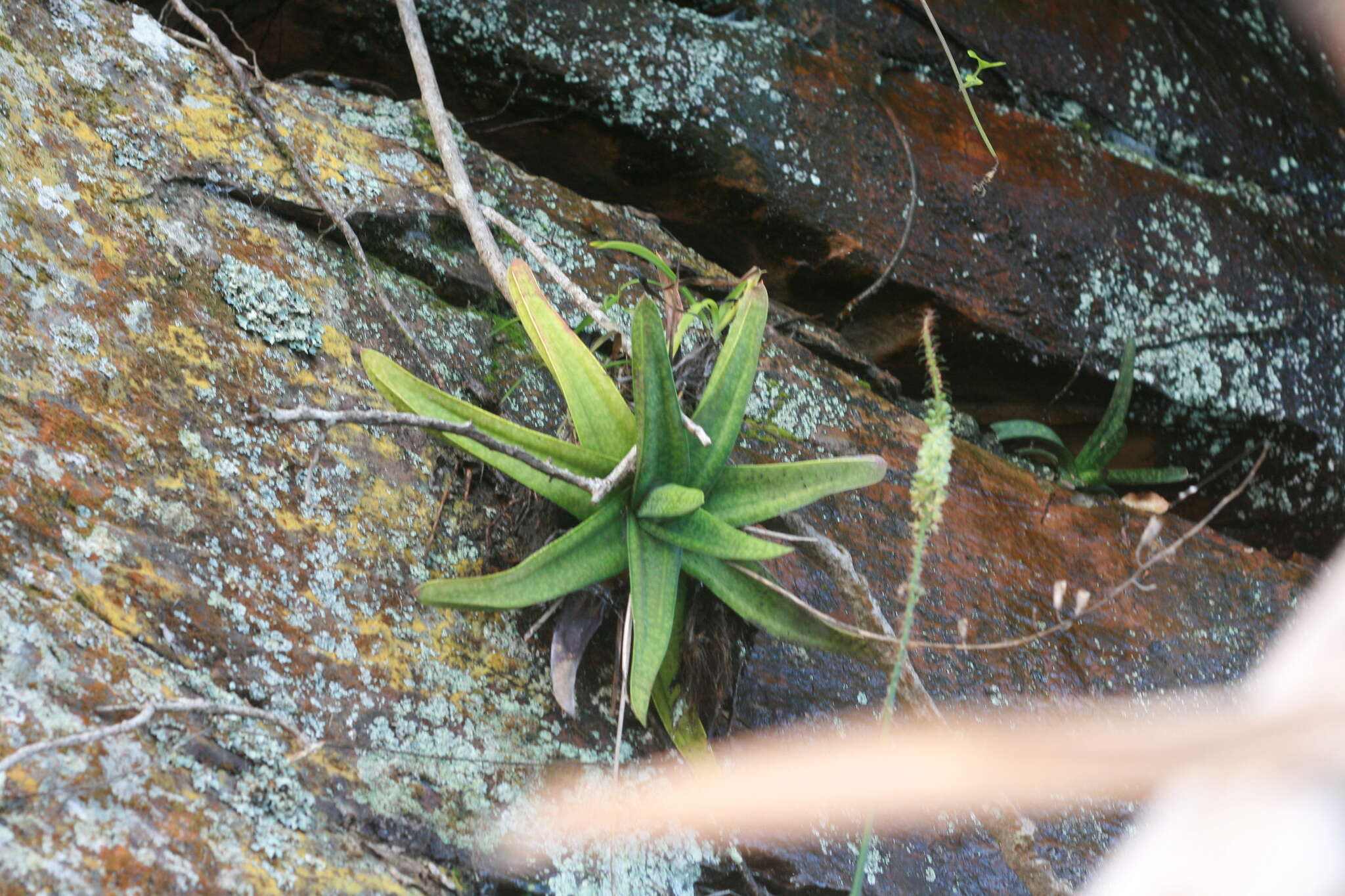 Image of Gasteria croucheri (Hook. fil.) Baker