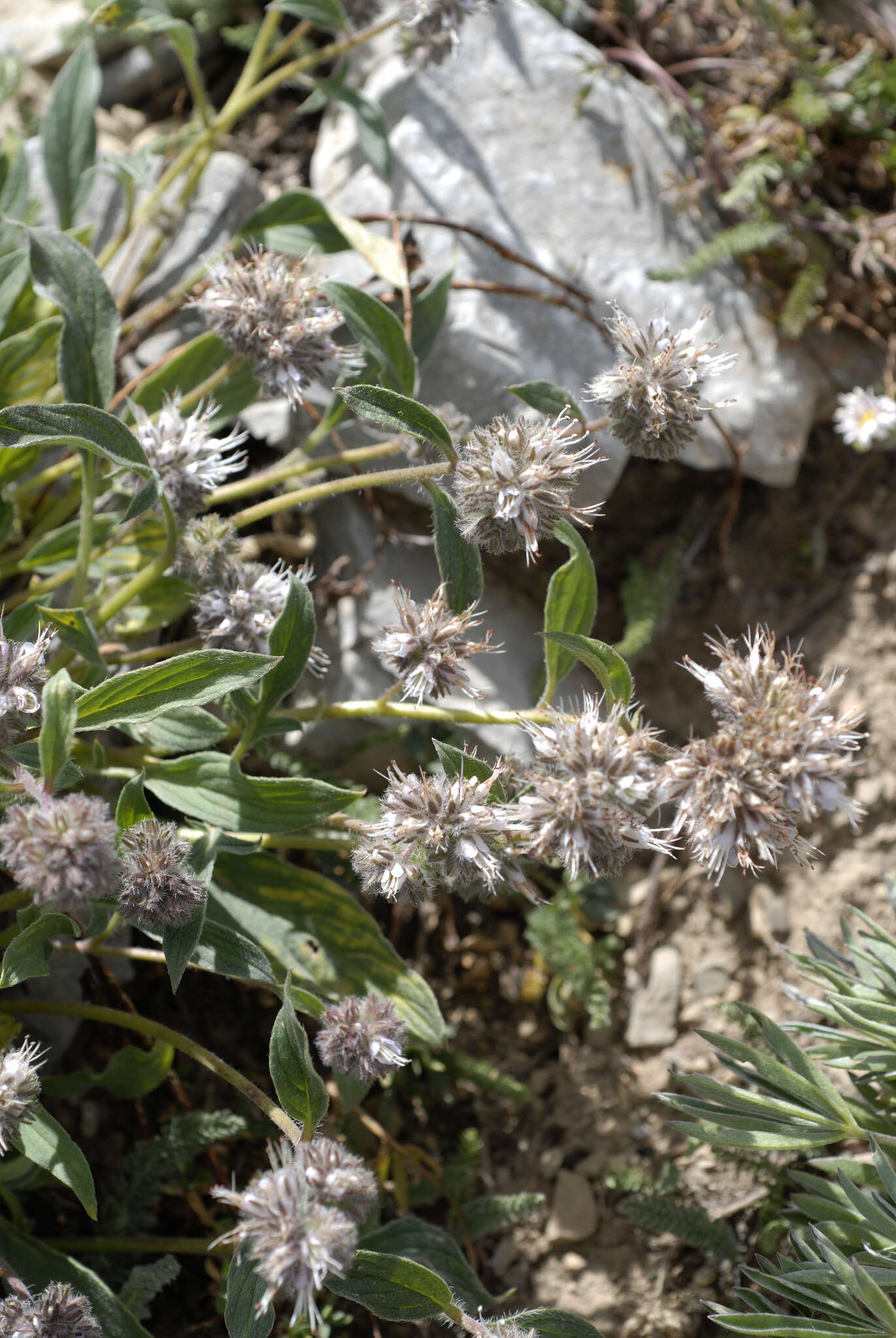 Image of silverleaf phacelia