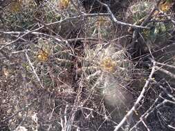 Image of Emory's barrel cactus