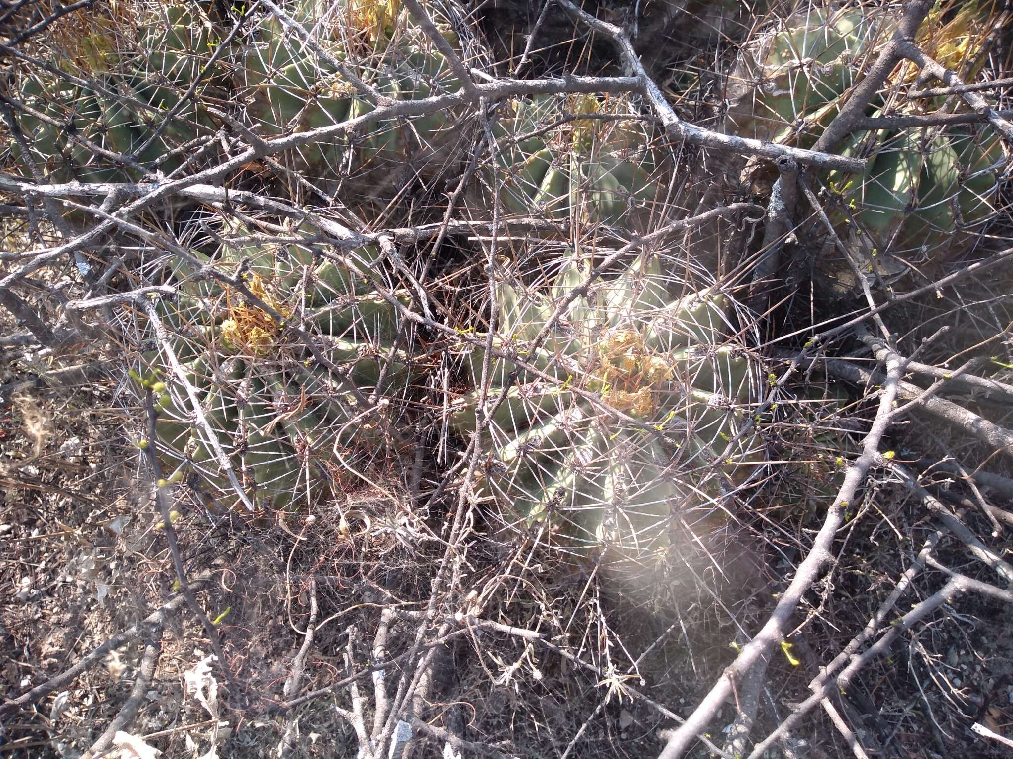 Image of Emory's barrel cactus