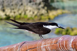 Image of Brown-backed terns