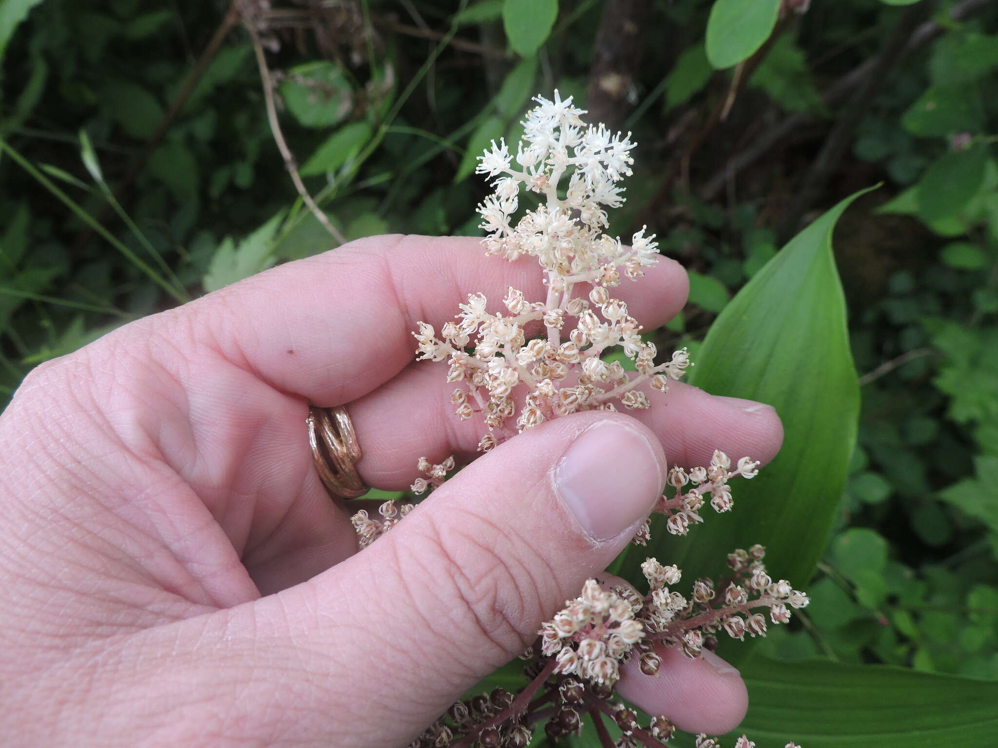 Image of feathery false lily of the valley