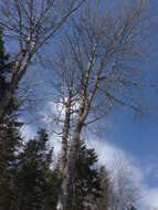 Image of bigtooth aspen