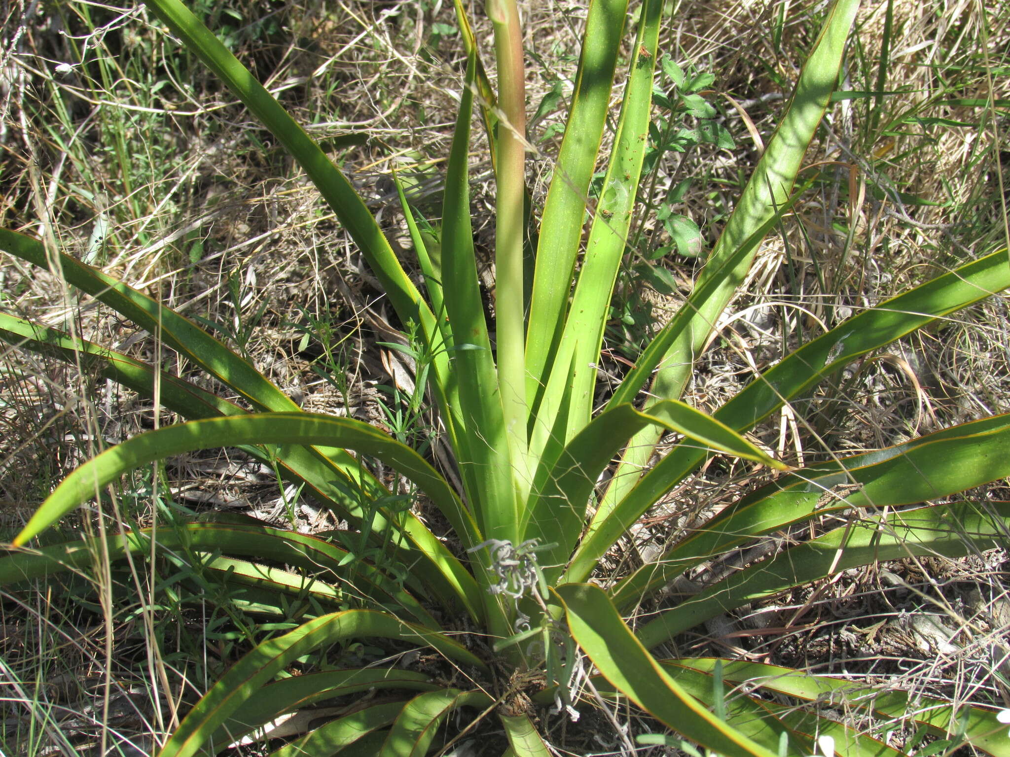 Image of Texas yucca