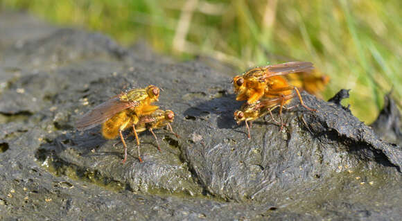 Image of Scathophaga stercoraria (Linnaeus 1758)