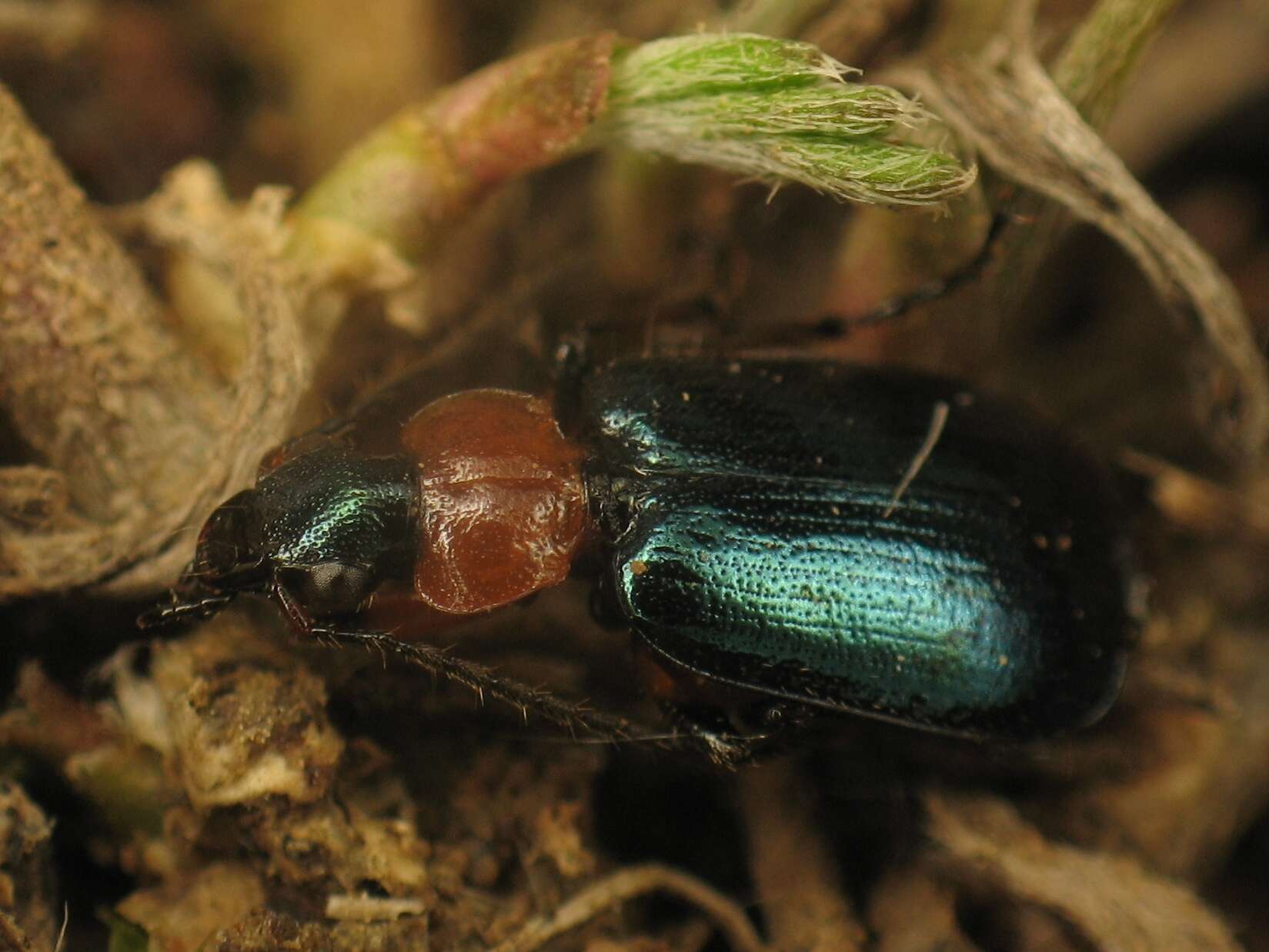 Image of Lebia (Lamprias) cyanocephala (Linnaeus 1758)