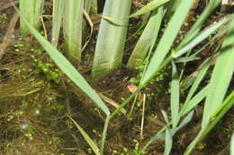 Image of Columbia Spotted Frog