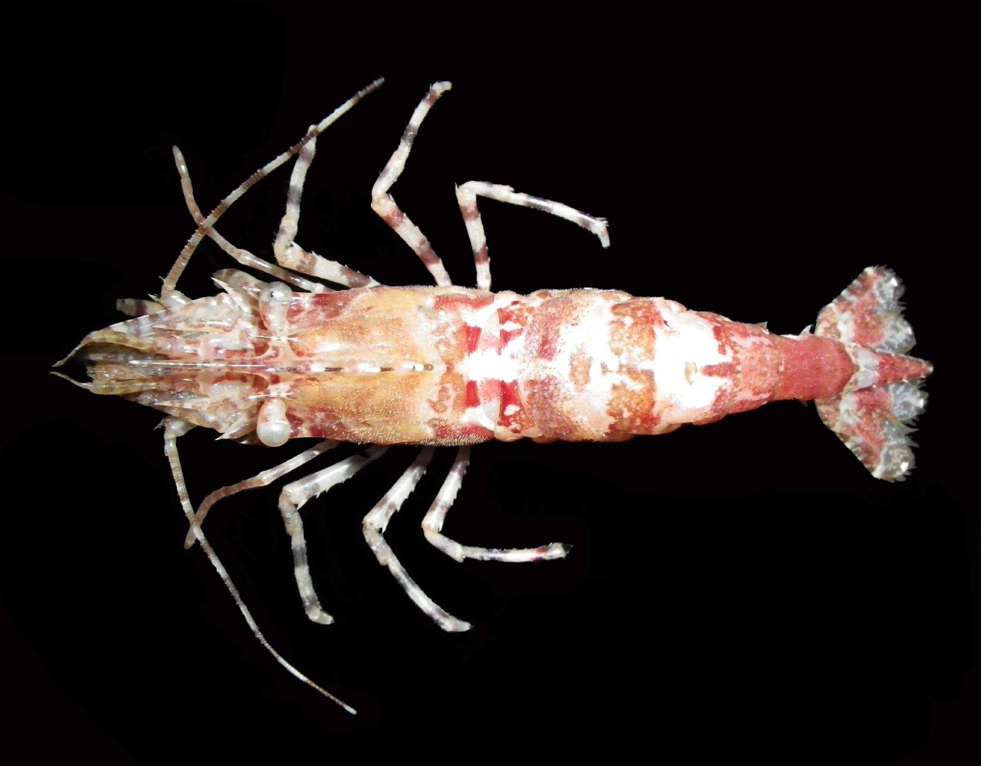 Image of Greenland shrimp