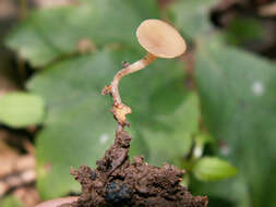 صورة Stromatinia