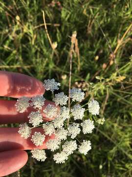 Image of Ammi majus L.