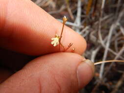 Sivun Stylidium schizanthum F. Müll. kuva