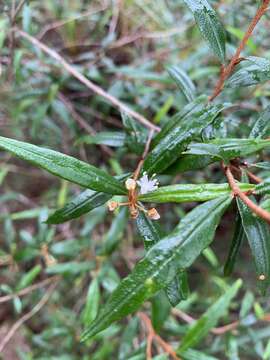 Image of Phebalium longifolium S. T. Blake