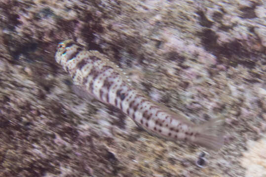 Image of Orange-spotted Blenny