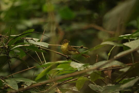 Image of Icterine Greenbul