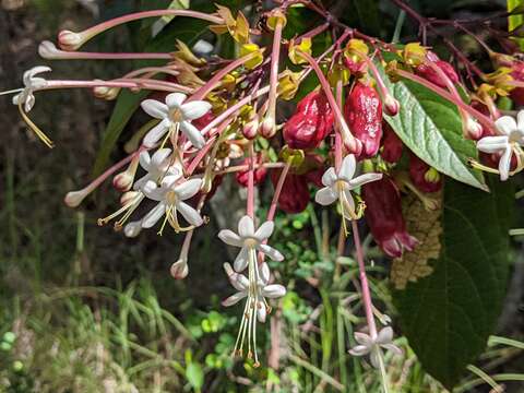 Imagem de Clerodendrum longiflorum Decne.