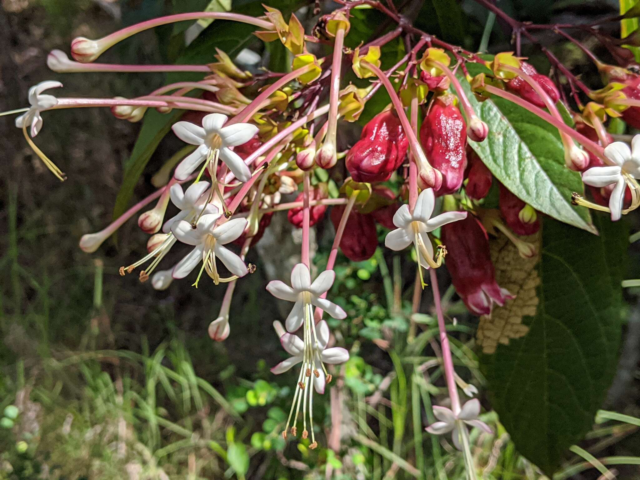 Imagem de Clerodendrum longiflorum Decne.