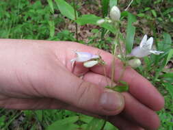 Image of Deam's beardtongue