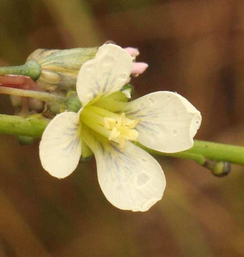 Слика од Heliophila elongata (Thunb.) DC.