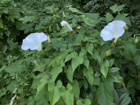 Image of Calystegia lucana (Ten.) G. Don fil.