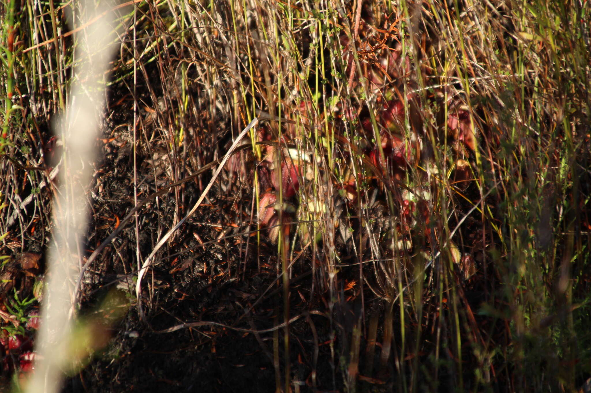 Image of Albany pitcher plant, Australian pitcher plant