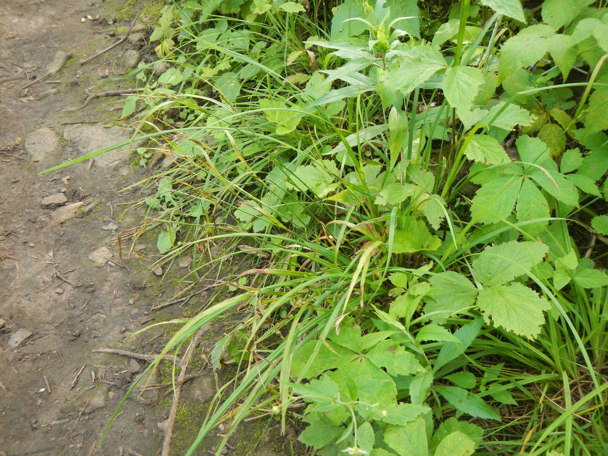 Image of Hitchcock's sedge