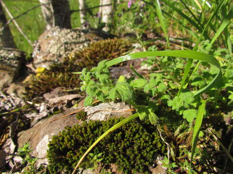 Imagem de Blumenbachia catharinensis Urb. & Gilg