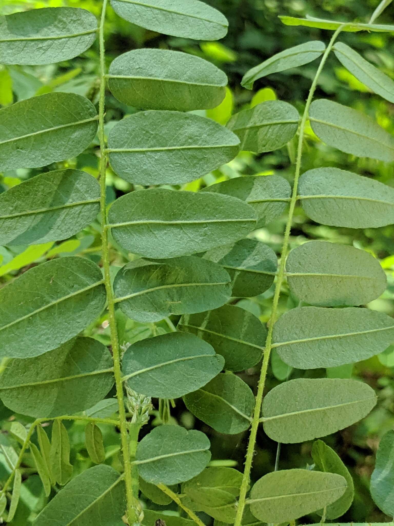 Image of California Indigobush