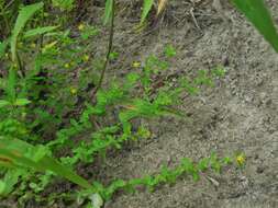 Hypericum mutilum subsp. mutilum resmi
