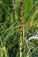 Image de Satyrium parviflorum Sw.