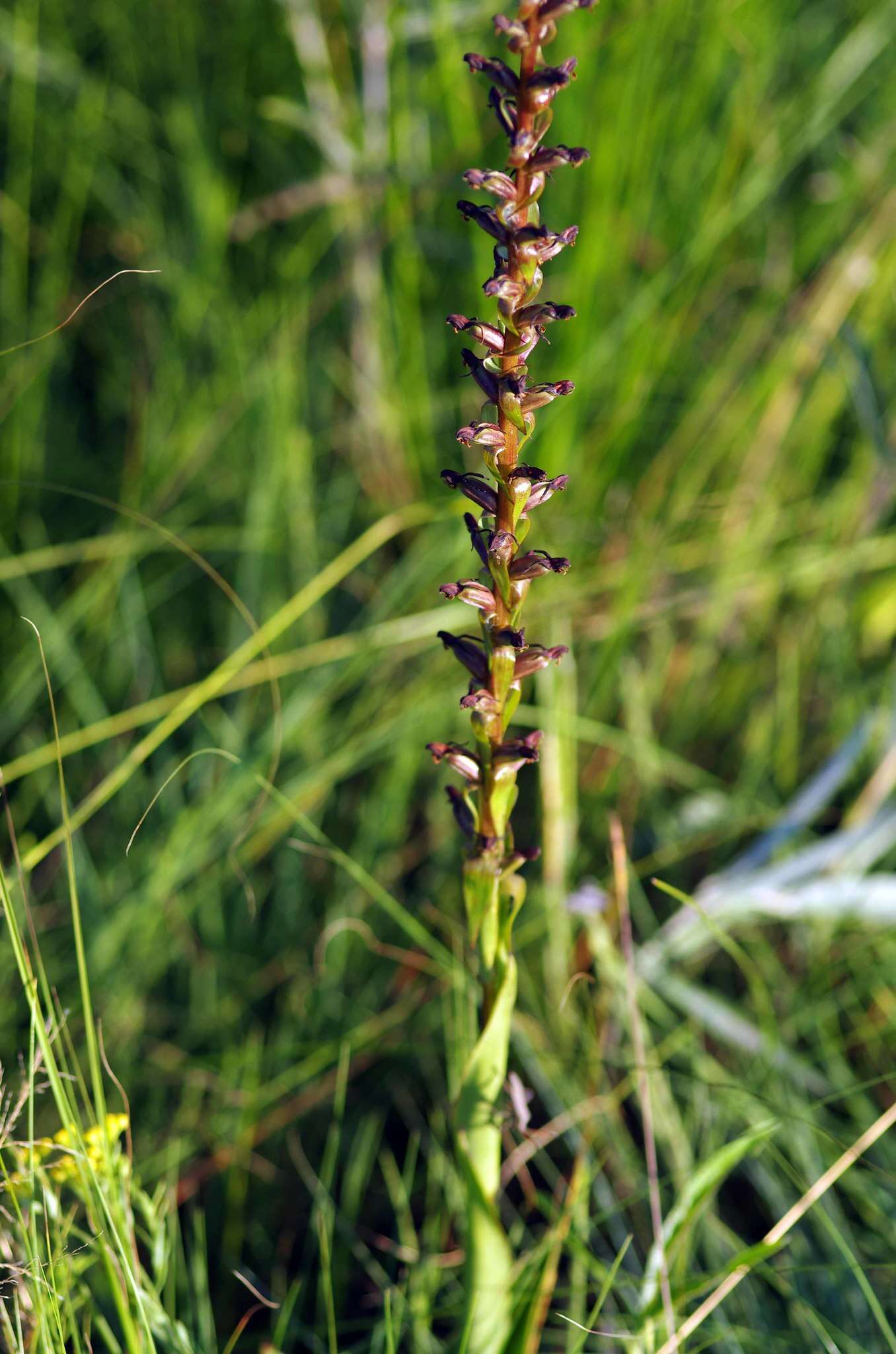 Image de Satyrium parviflorum Sw.