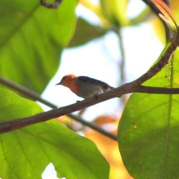 Image of Scarlet-headed Flowerpecker