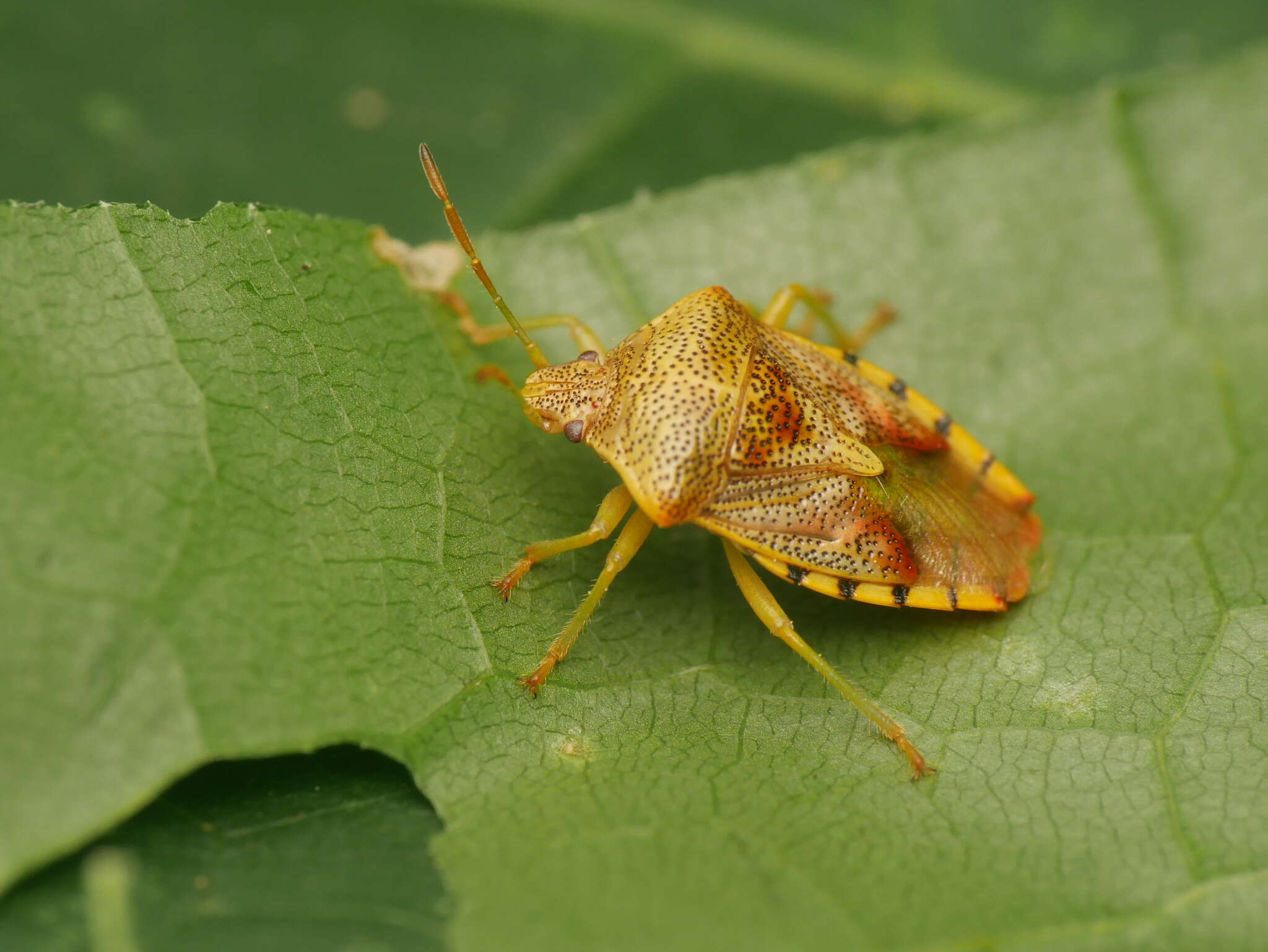 Image of Elasmucha grisea (Linnaeus 1758)