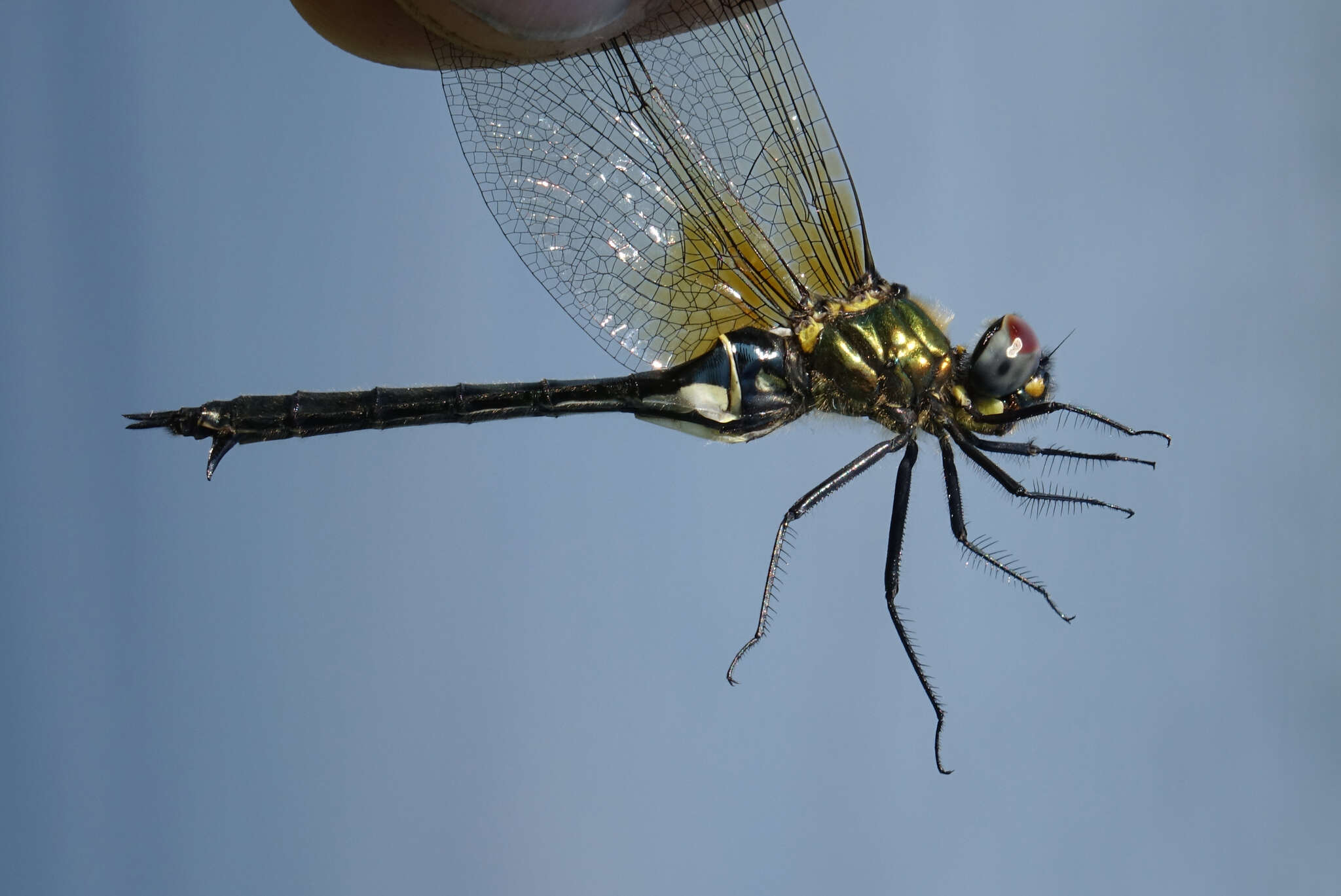 Image of Somatochlora exuberata Bartenev 1910