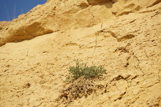 Image of Crambe aspera M. Bieb.