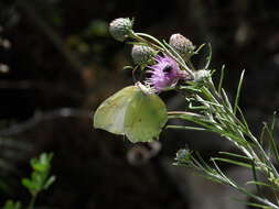 Image of Gonepteryx farinosa (Zeller 1847)