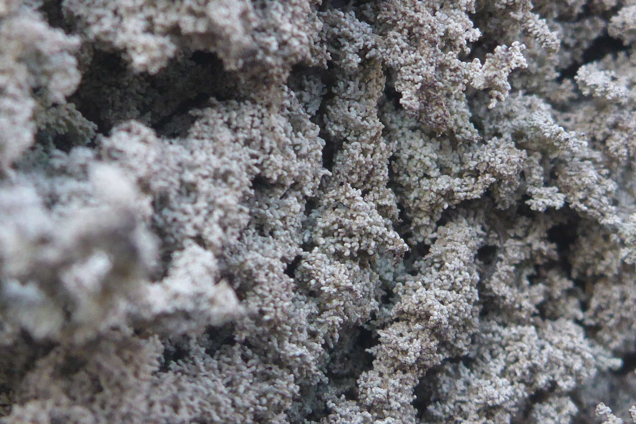 Image of Rock foam lichen