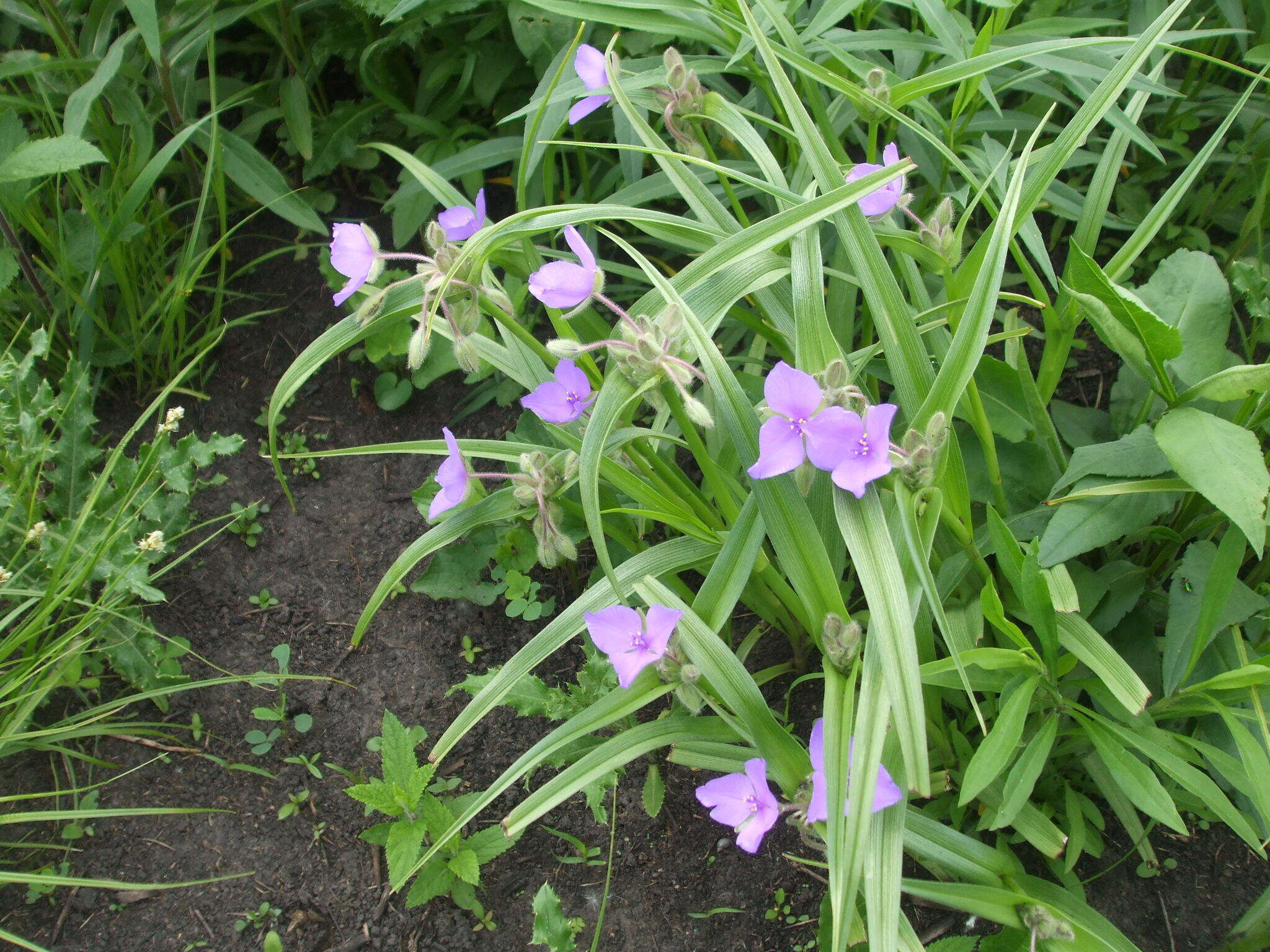 Image of longbract spiderwort