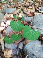 Image of Kidney-leaf