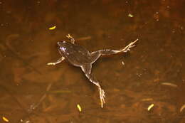 Image of Southern Narrow-mouthed Toad