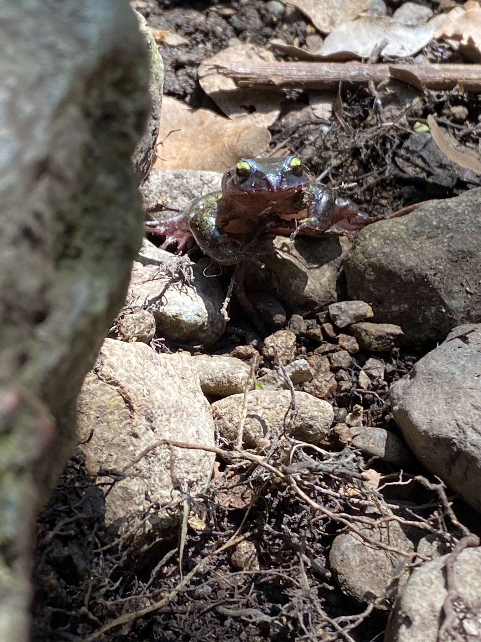 Image of Alsodes cantillanensis Charrier, Correa-Quezada, Castro & Méndez-Torres 2015