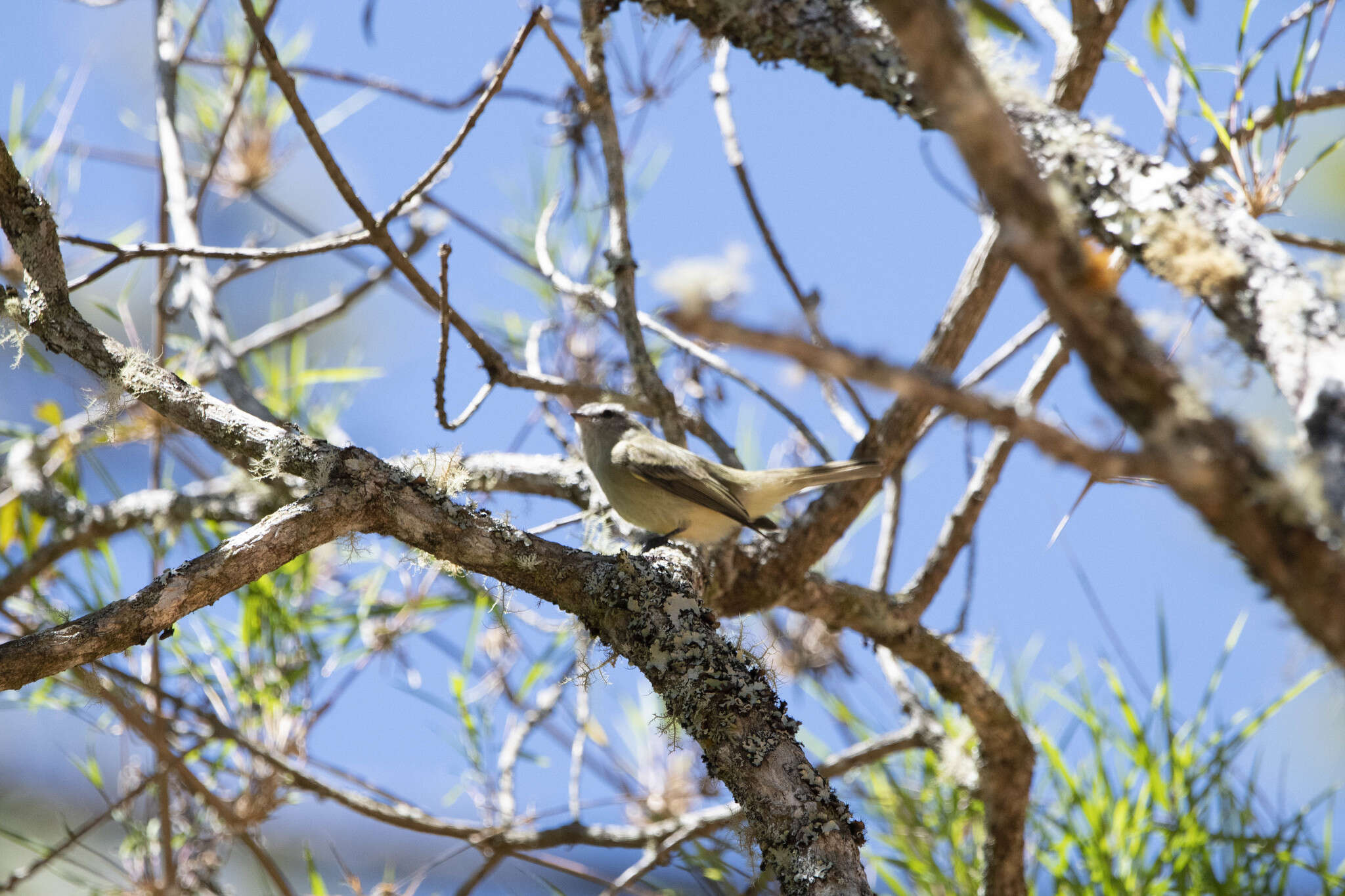 Image of Greenish Tyrannulet